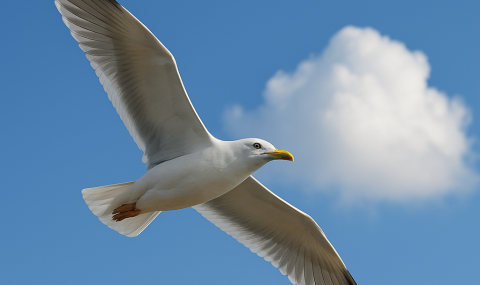 Jonathan Livingston Zeemeeuw