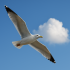 Jonathan Livingston Zeemeeuw
